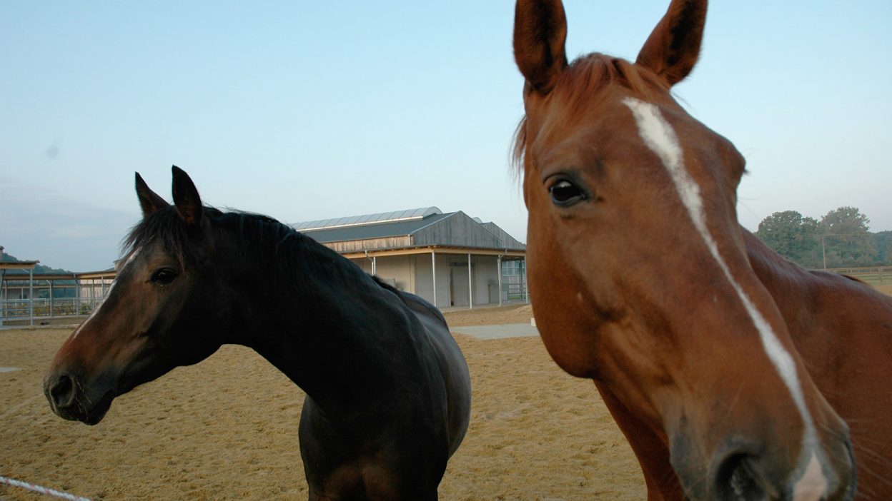 Zwei Stuten im Paddock