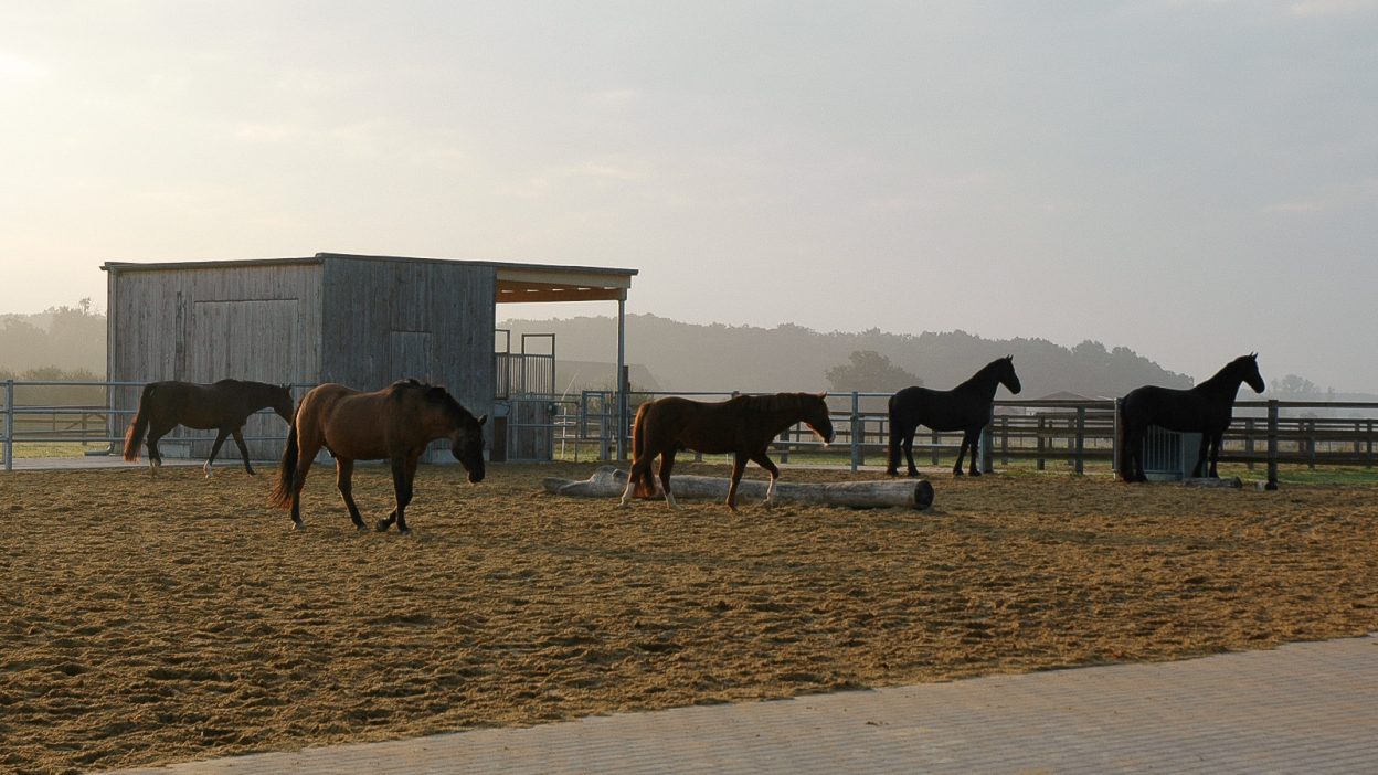 Die Herde im Paddock