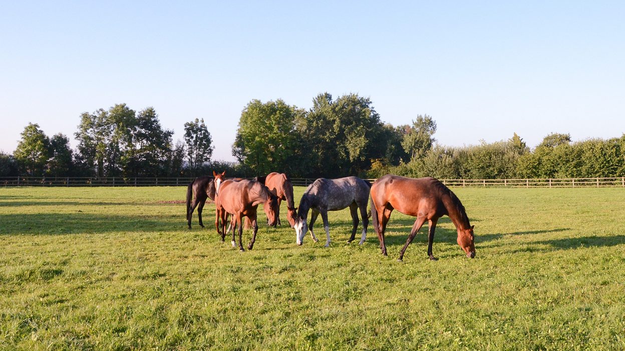 Die Herde auf der Weide