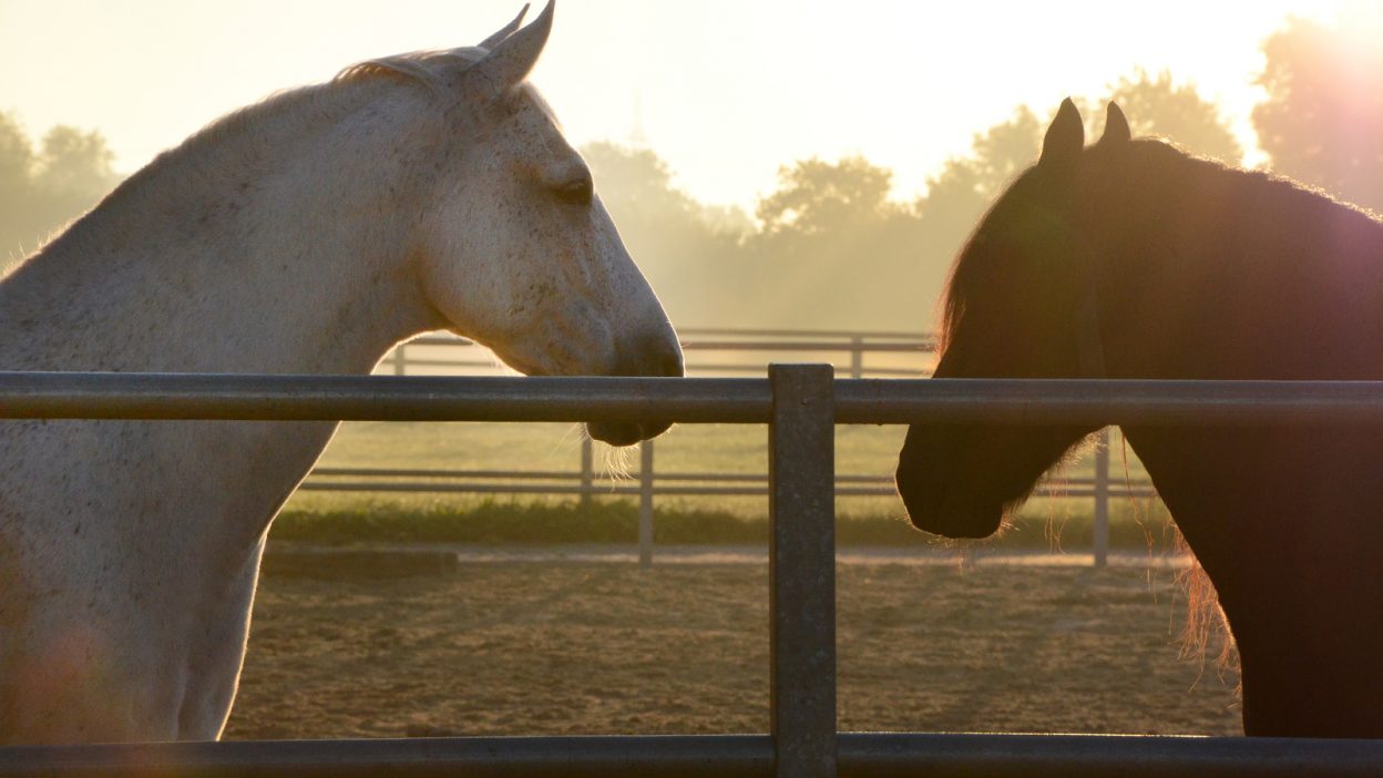 Zwei Pferdeköpfe im Morgenlicht