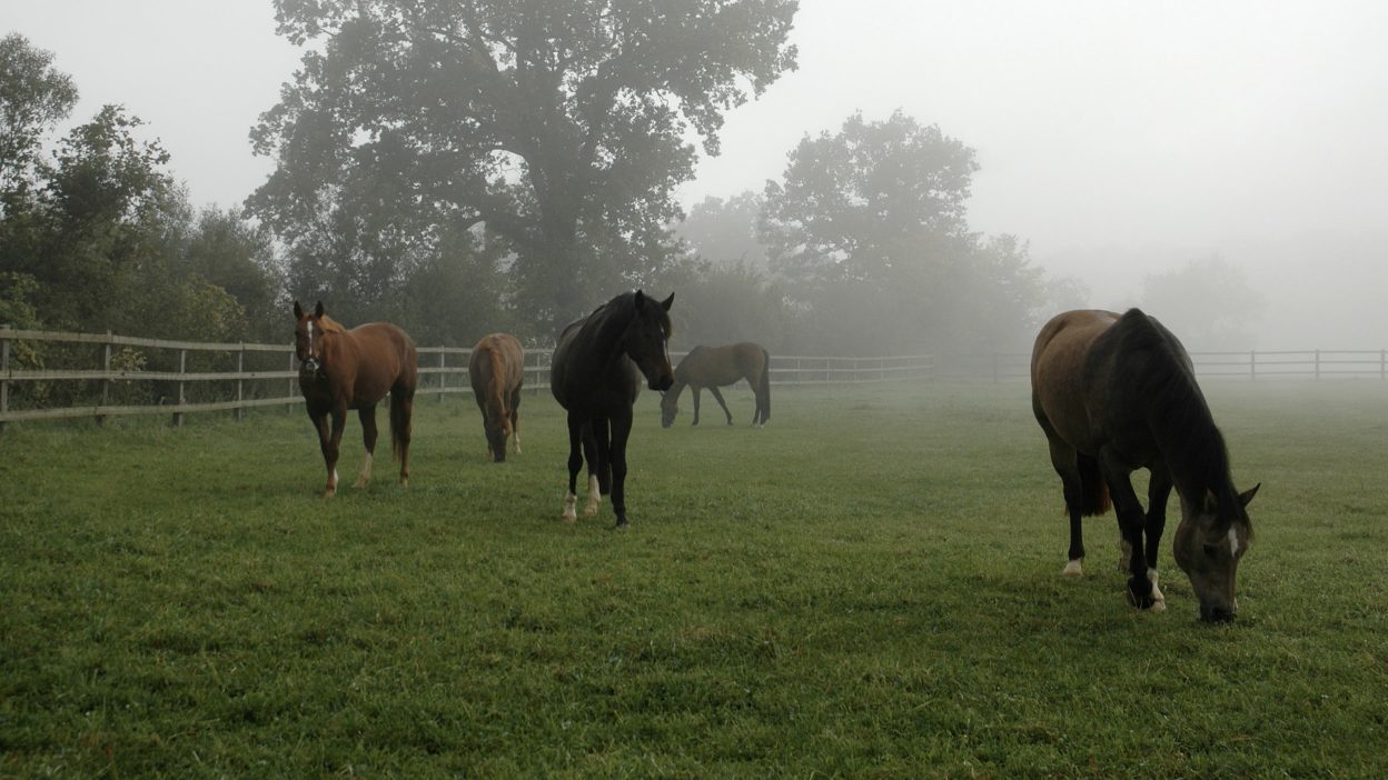 Pferde auf einer Weide unseres Aktivstalls