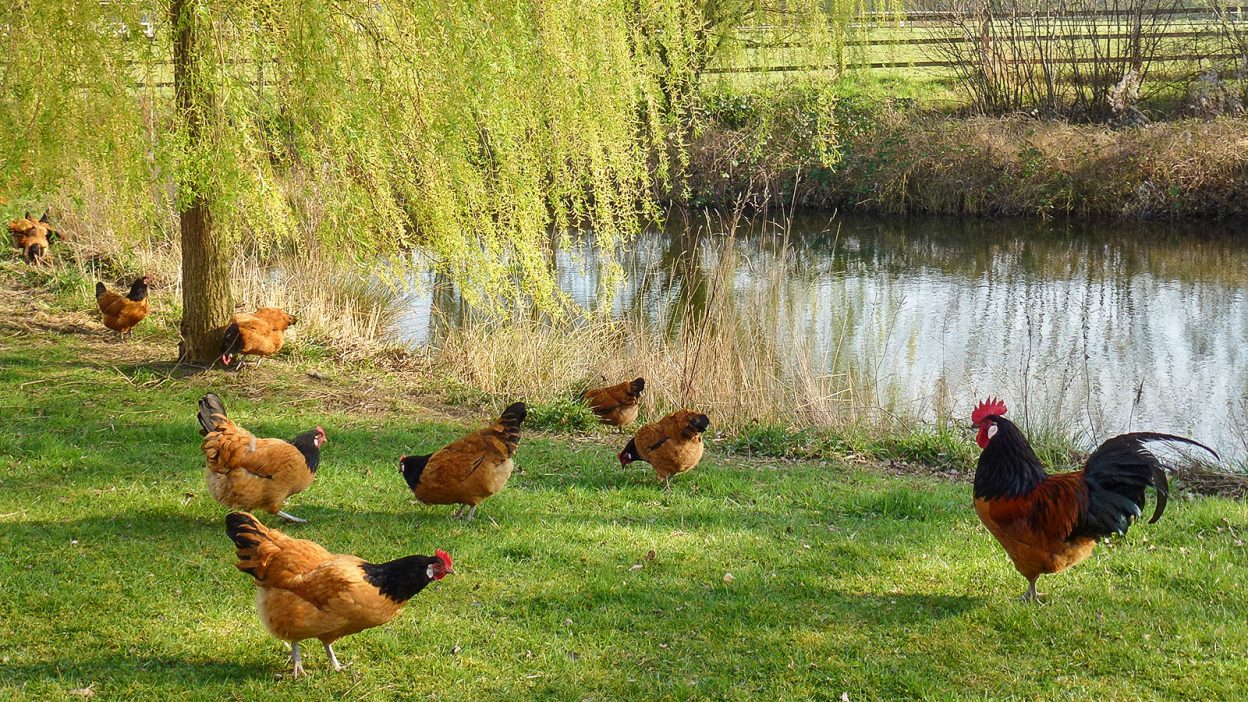 Hühner auf der Wiese