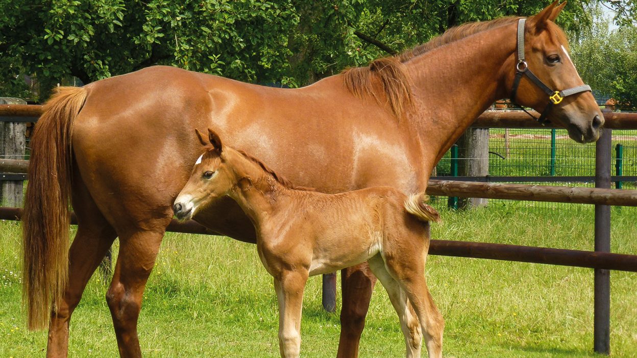 Pferd mit Fohlen