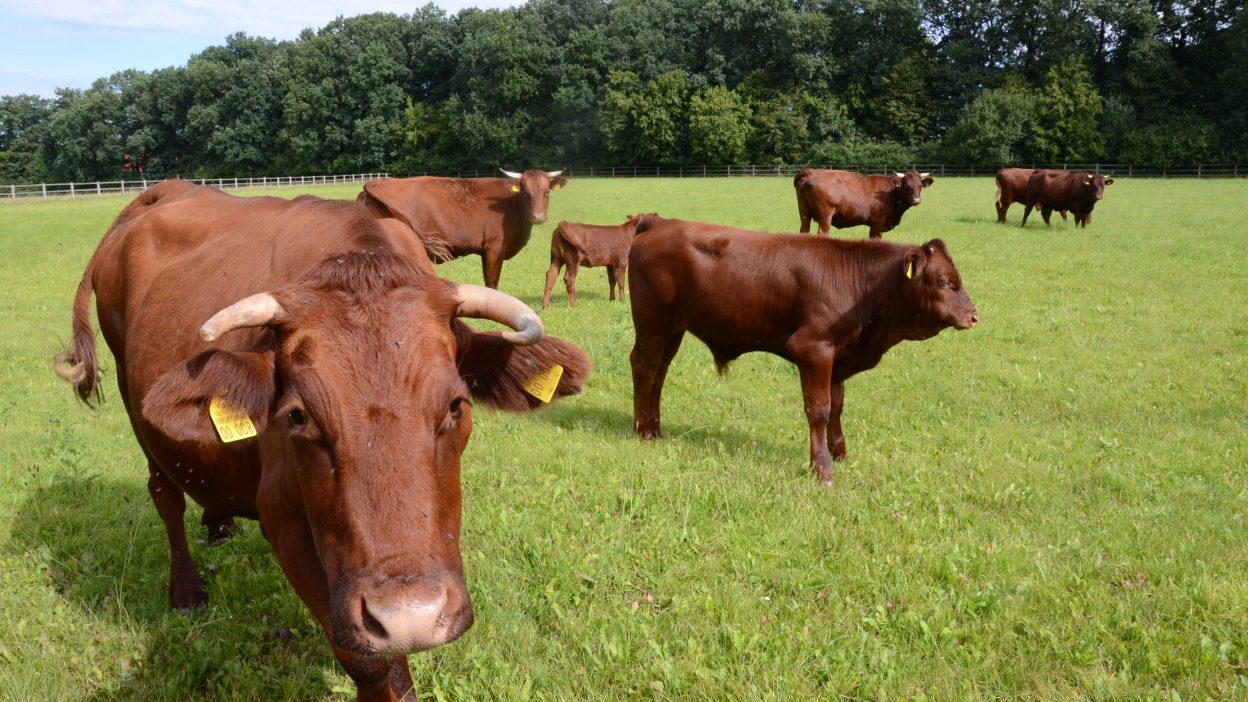 Kuhherde auf der Weide