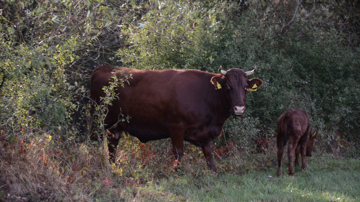 Kuh mit Kälbchen