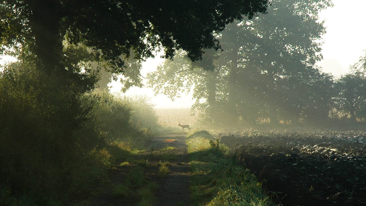 Reh im Morgennebel