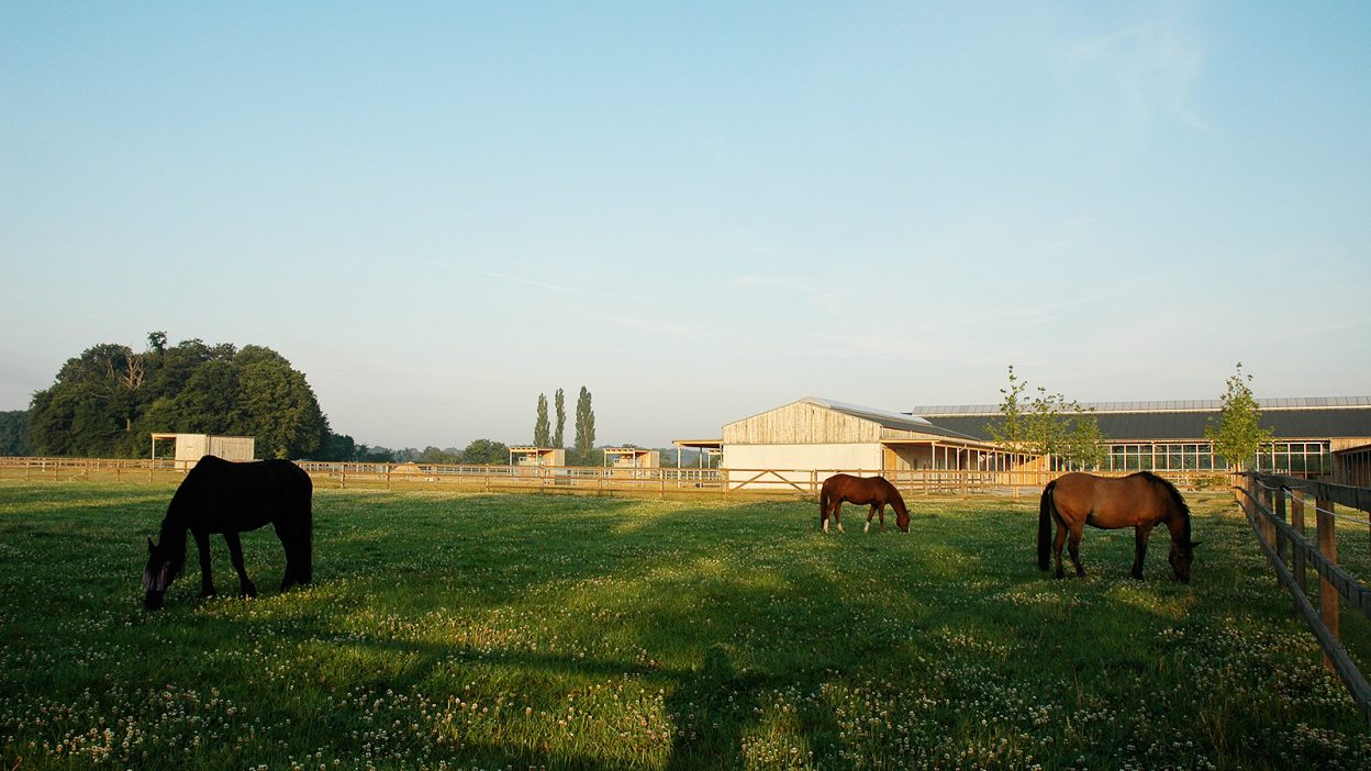 Pferde auf der Weide