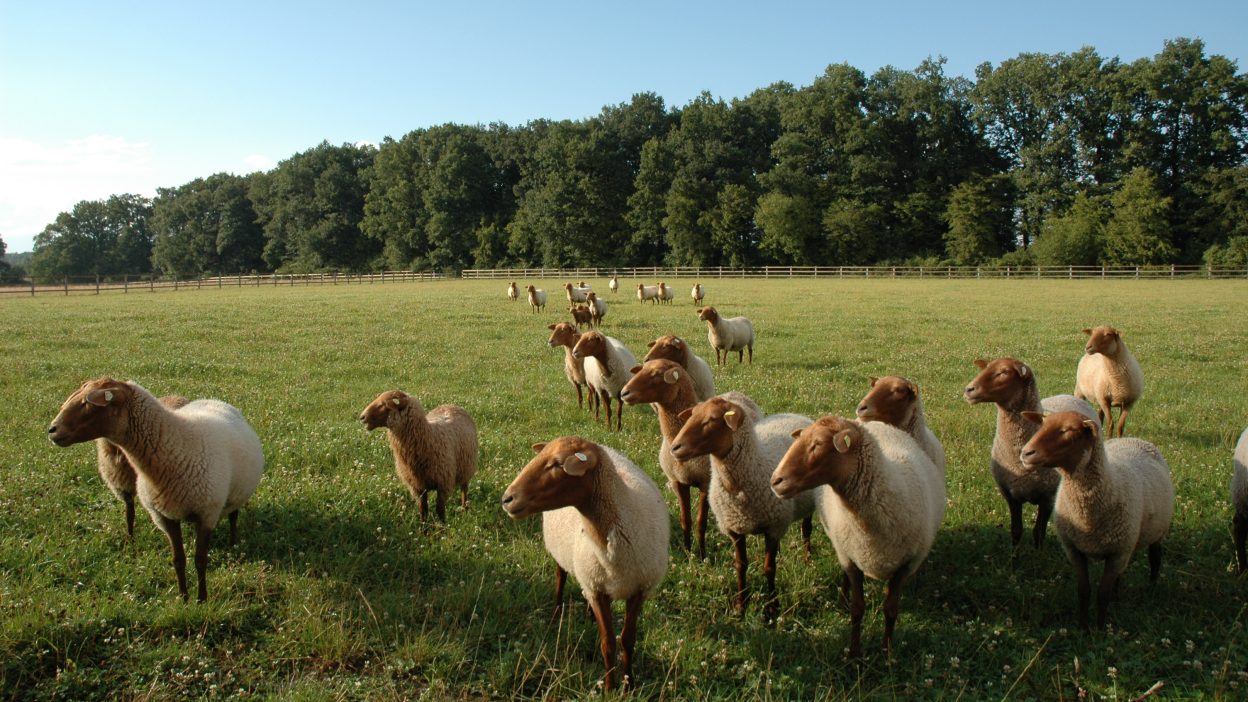 Coburger Fuchsschafe auf einer Weide