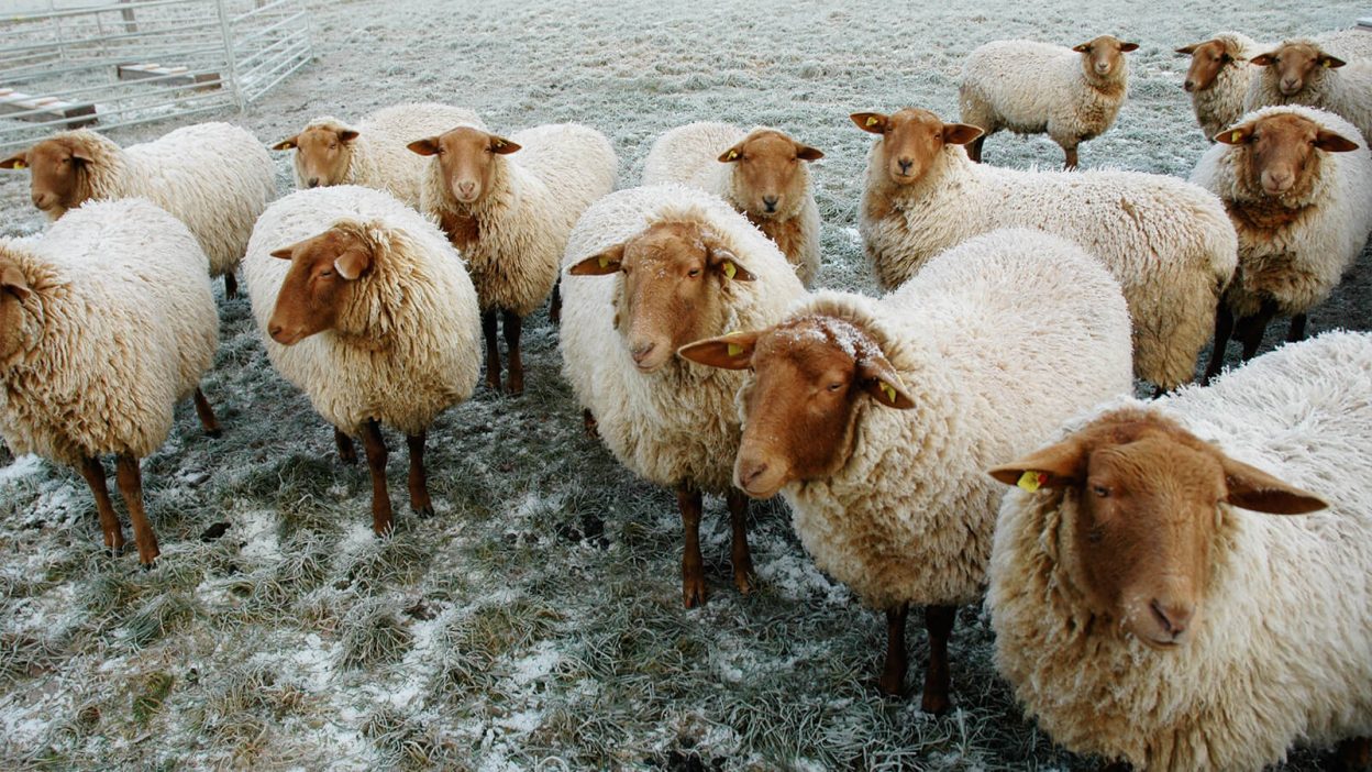 Die Herde im Schnee