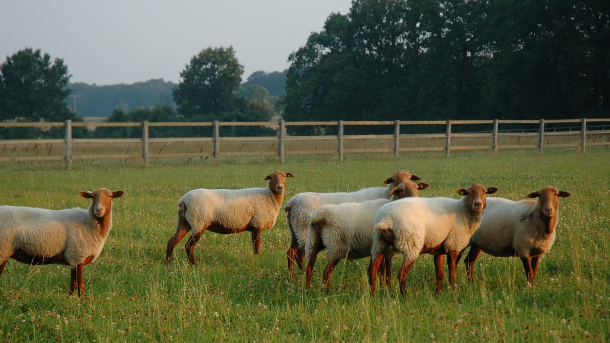 Coburger Fuchsschafe