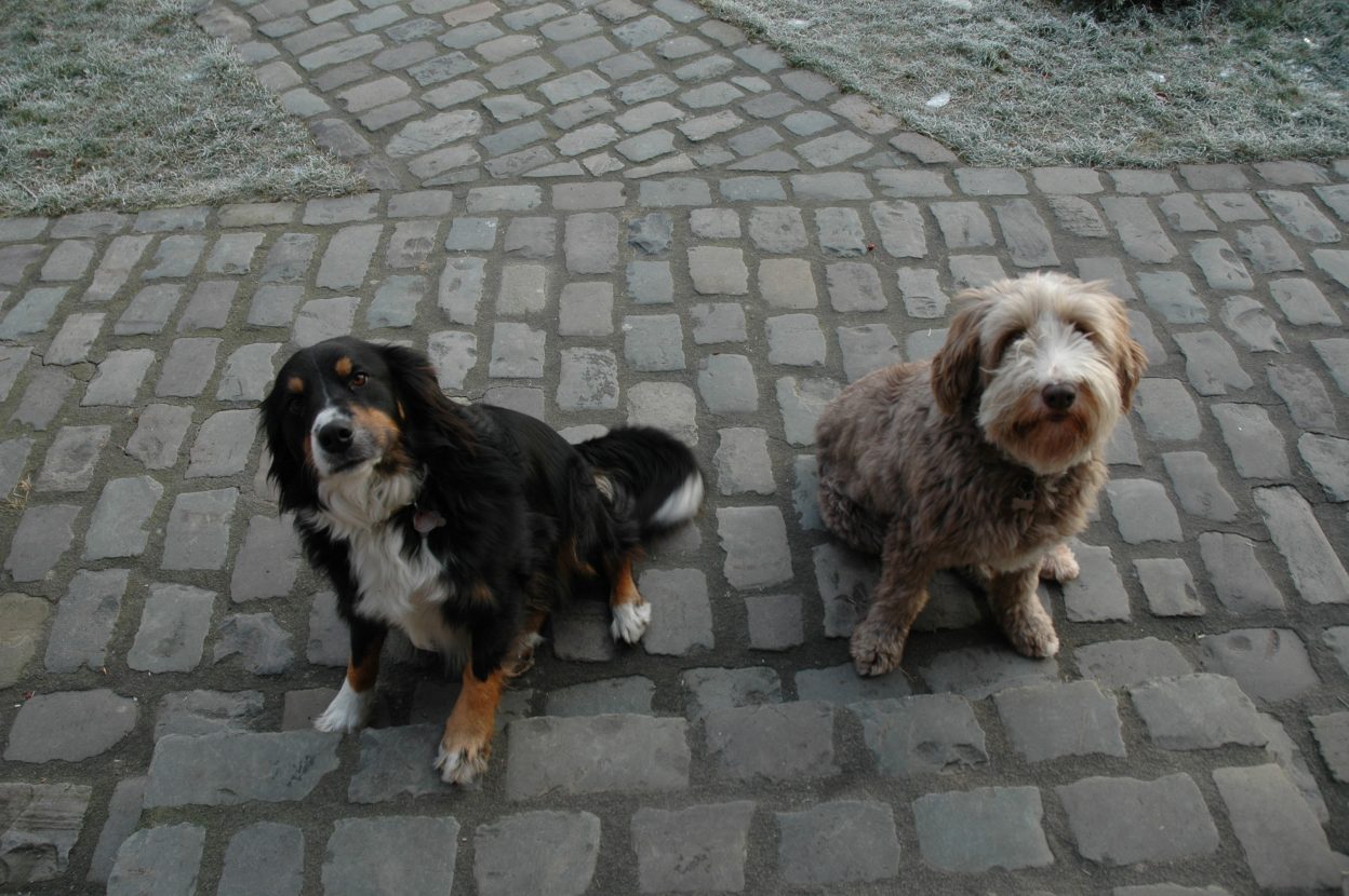 Die Hofhunde