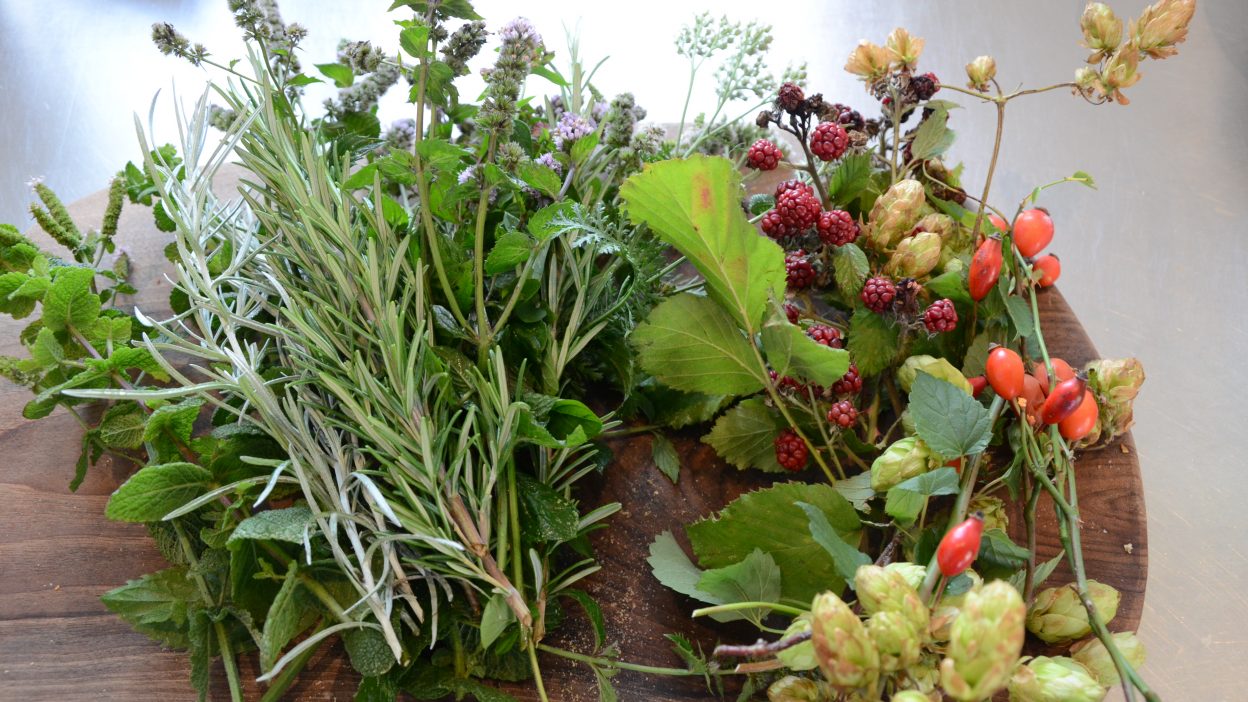 Einige Pflanzen, Kräuter und Beeren aus unserem Garten