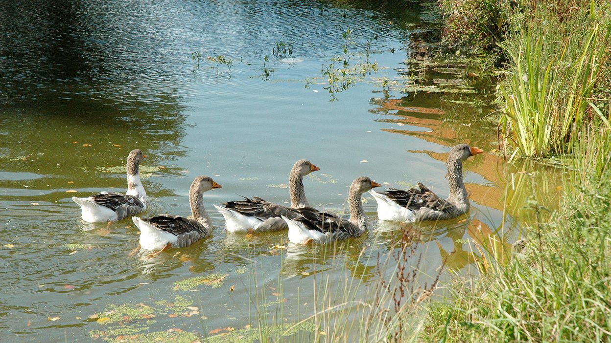Pommerngänse im Wasser