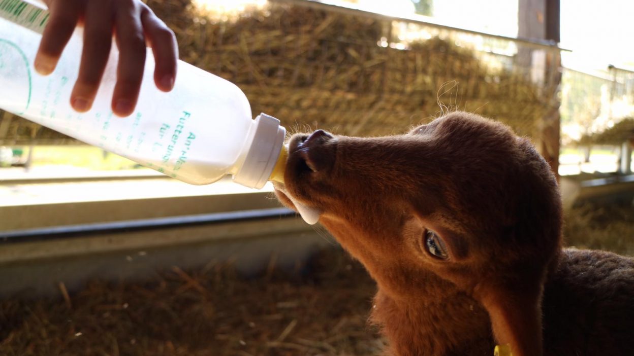 Kalb wird mit der Flasche gefüttert.