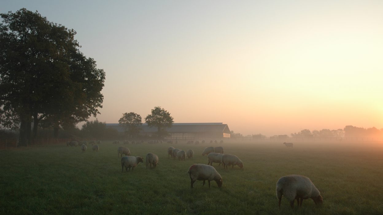 Coburger Fuchsschafe auf einer unserer Wiese