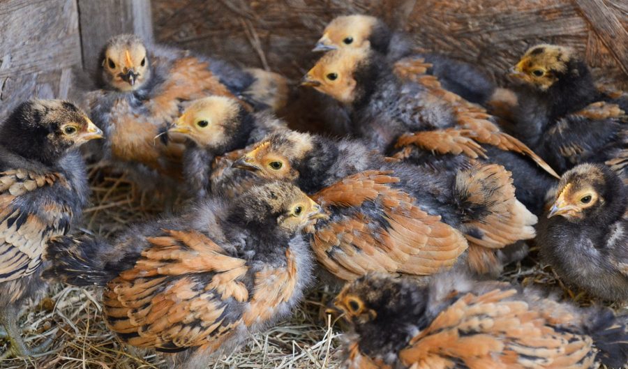 Vorwerk Hühner Biolandbetrieb Hofgut Ashege